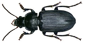 Anisodactylus binotatus