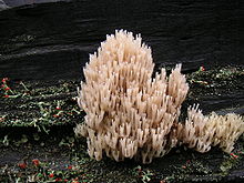 The clavarioid fungus Artomyces pyxidatus, USA Artomyces pyxidatus 50537.jpg