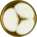 Aspergillus minisclerotigenes growing on MEAOX plate