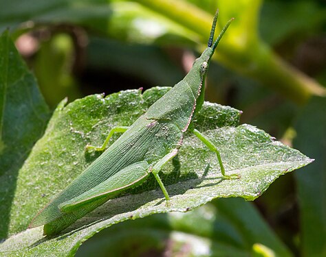 Atractomorpha similis