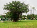 A banyan tree at the site of the former cemetery.