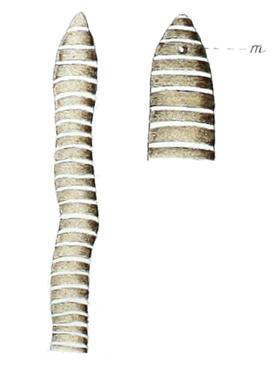 Передний конец тела Baseodiscus mexicanus