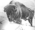 Америка бизоны (Bison bison)
