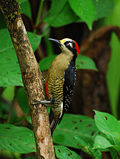 Schläfenfleckspecht (Melanerpes pucherani) ♂