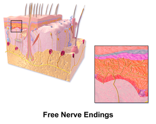 Free nerve endings of the skin.