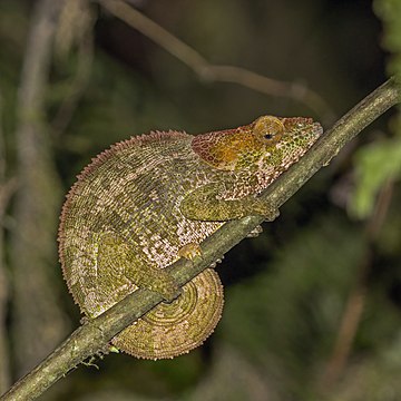 Fêmea de camaleão-de-patas-azuis (Calumma crypticum) no parque nacional de Ranomafana, Madagascar. Esta espécie foi descrita pela primeira vez em 2006, como uma das seis novas espécies das regiões montanhosas de Madagascar. Cresce até um comprimento de cerca de 12 cm. A espécie é sexualmente dimórfica, tendo o macho um focinho mais longo com uma saliência semelhante a um chifre na superfície superior, que falta à fêmea. Tal como acontece com outras espécies de camaleão, a cor é variável, dependendo da cor e temperatura ambientes e das variações no nível de luz, mas esta espécie costuma ser bastante colorida com ricos marrons, azuis e verdes, e as pernas são muitas vezes marcadas com azul. (definição 3 808 × 3 808)