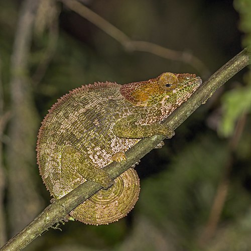 Самка хамелеона Calumma crypticum