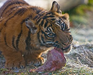 Jeune tigre mangeant de la viande