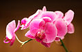 Bright Pink Orchid.jpg