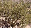 Bursera microphylla en Sonora-Dezerto, Arizona, Usono.