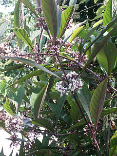 Description de l'image Callicarpa kwangtungensis.jpg.