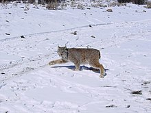 Канадская рысь идет по снегу