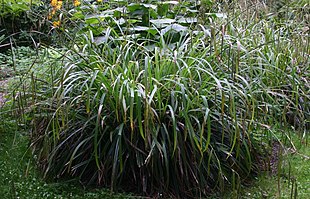 Kæmpe-star (Carex pendula): Vækstform.