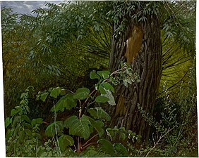 Tronco de salgueiro com vegetação rasteira. c. 1820