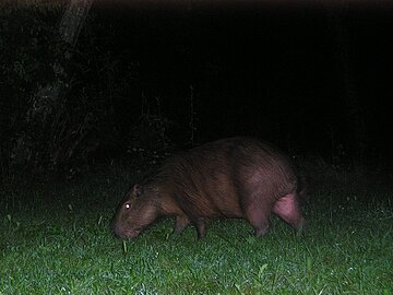 Capybara au parc national El Palmar en janvier 2006.