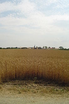 Champs de blé au Fief-Sauvin.