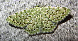 Chlororithra fea