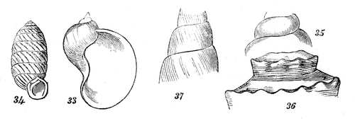 Fig. 33, few; 34, numerous; 35, rounded, ventricose; 36, angular, ventricose; 37, flattened.