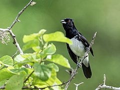 Description de l'image Conothraupis speculigera - Black-and-white Tanager - male (cropped).jpg.