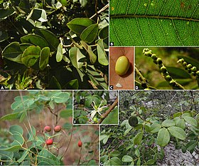 Copaifera malmei e C. marginata