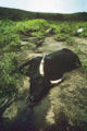 Una mucca uccisa dalla nube di CO2 del vulcano Nyos (Camerun)