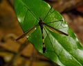 Cranefly WG.jpg