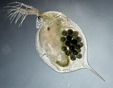 Daphnia magna asexual.jpg