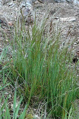 Lanksčioji šluotsmilgė (Deschampsia flexuosa)