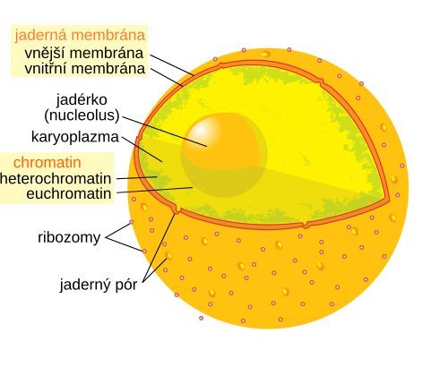 Diagram human cell nucleus cs