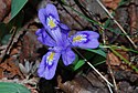 Ирис на джуджето езеро (Iris lacustris) (4719619035) .jpg