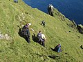 Eastern Boreray