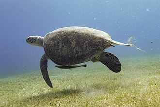 Remora are specially adapted to attach themselves to larger fish (or other animals, in this case a sea turtle) that provide locomotion and food. Echeneis naucrates 241647485.jpg