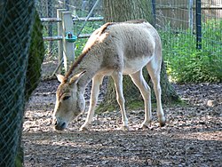  Hémione (Equus hemionus)