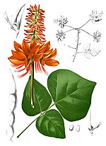 Vignette pour Erythrina variegata