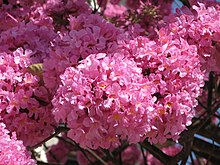 Fleurs de lapacho (Tabebuia impetiginosa)