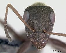 Detail of head