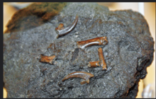 Fossil bird bones and talons in tar, found in Kern County, California, similar to that encountered by Chumash Indians Fossil bird bones and talons in tar (Pleistocene; Kern County, California, USA).png