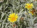 Gazania rigens 'Sun Gold'