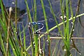 Hufeisen-Azurjungfer, Coenagrion puella