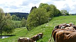 Terrasse zwischen Gutterstätt und Baumhau