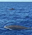 Gray whales