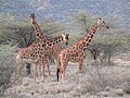 Giraffe reticolate