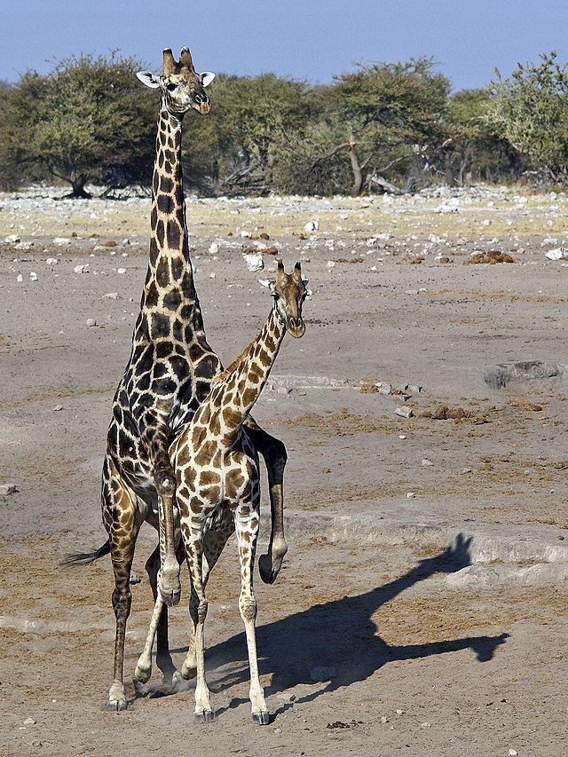 Спаривающиеся ангольские жирафы (Giraffa camelopardalis angolensis) в парке Этоша, Намибия