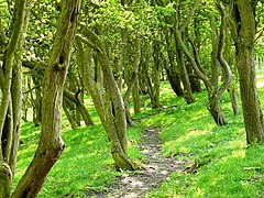 Woods on Gotham Hill