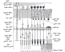 مخطط لعصبونات الشبكية. (الغشاء المحدد الداخلي موجود أعلى الجانب الأيسر)