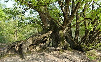 Hakhoutstoven op de Klaverberg