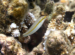 Un labre zig-zag (Halichoeres scapularis) en phase initiale