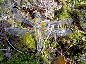 23. Platz: Yessika&Martin Neu! mit Vierfleck (noch nicht ausgefärbtes Männchen) im Naturschutzgebiet „Hohes Moor (Lüneburg)“