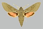 Hyles vespertilio – Specimen