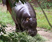A Pygmy hippopotamus